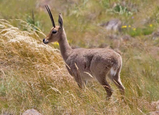 0 Bedroom Property for Sale in Reebok Western Cape